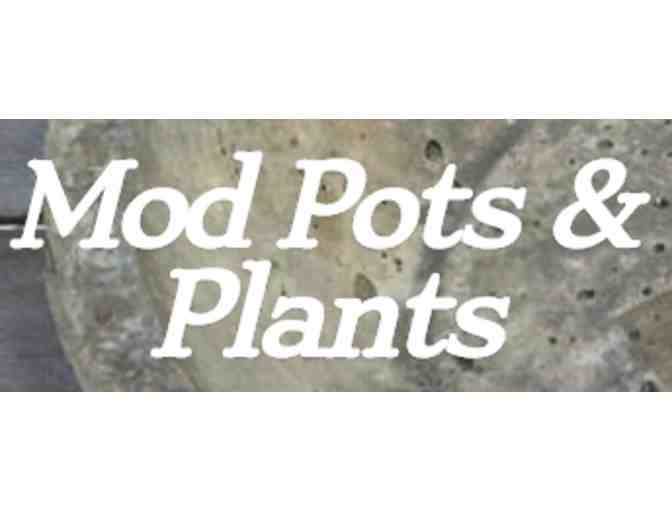 Mod Pots & Plants - (1) Handcrafted Small Trough Planter with Succulents