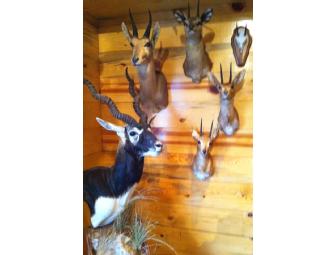 Giuseppe Hunters Delight!