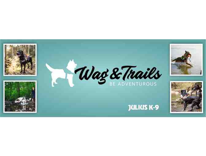 Julius K9 Harness & Leash donated by Wags & Trails