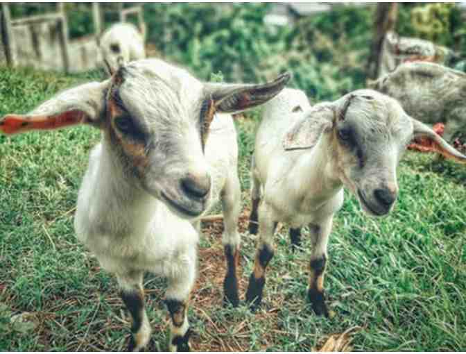 Goat Yoga at Lemos Farm for 2