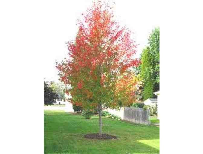 10-12 ft Celebration Maple Tree delivered to you by Srb's Trees - Photo 1