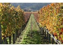 Napa Valley Experience--April 25-27, 2012