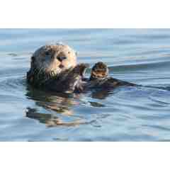 Elkhorn Slough Safari