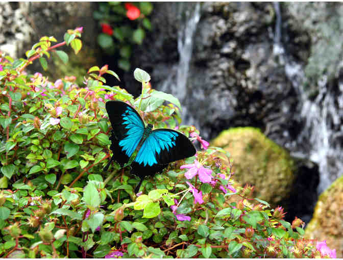 Butterfly World - 2 Admission Tickets