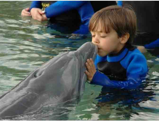Miami Seaquarium - An Unforgettable Dolphin Encounter