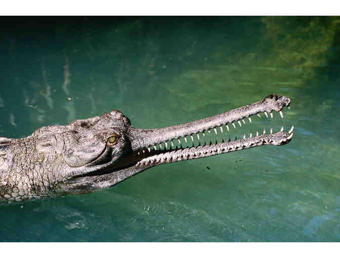 St. Augustine Alligator Farm - A One Day Adventure Pass for Four (4) People