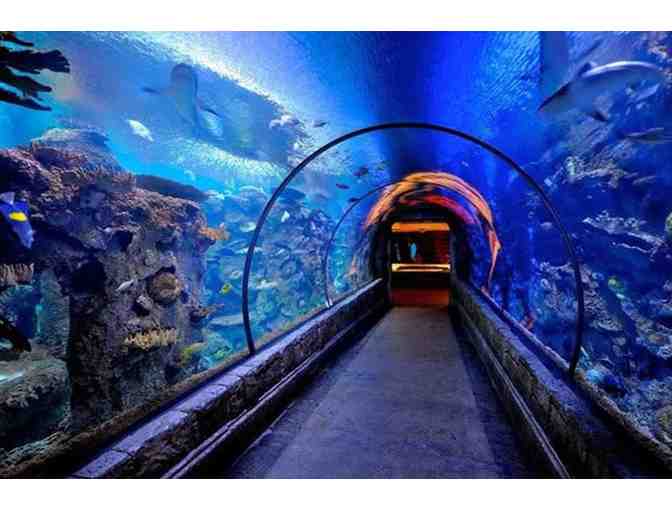 Shedd Aquarium - Chicago, IL. - Four (4) Admission Tickets