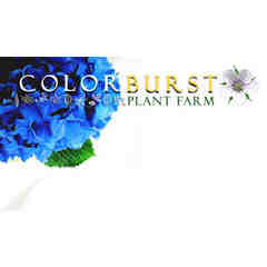 Colorburst Plant Farm, Inc.