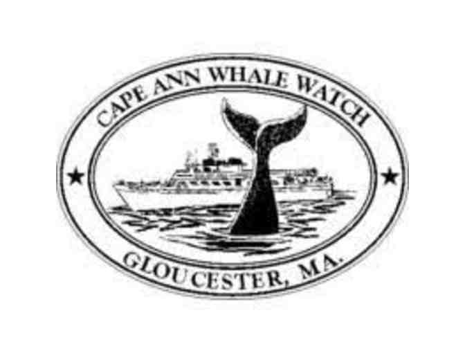Cape Ann Whale Watch Tickets - Photo 1