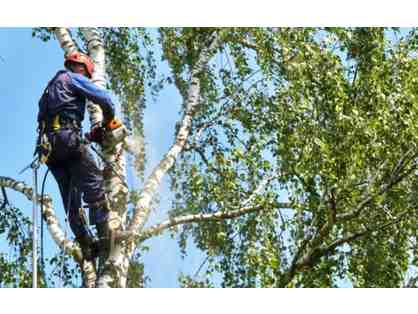 $300 Gift Certificate for Avalon Tree Care