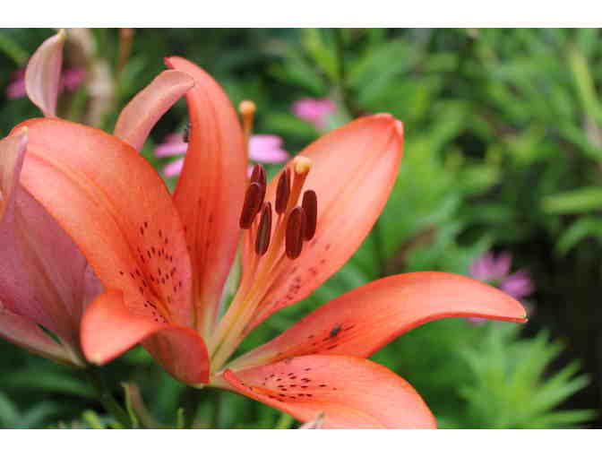 'Study of Daylilies' Original Photography by St. Andrew's Student Josh Kruppa '26