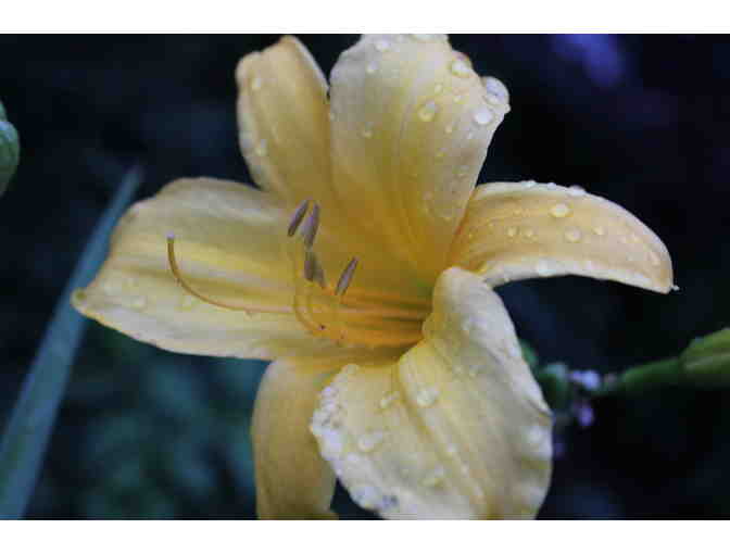 'Study of Daylilies' Original Photography by St. Andrew's Student Josh Kruppa '26