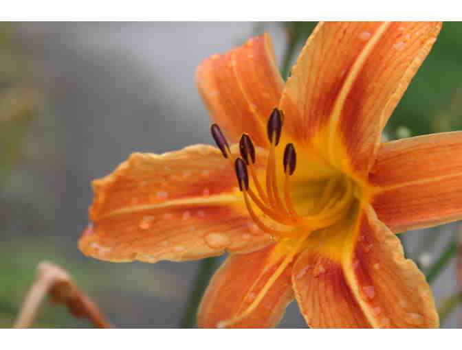 'Study of Daylilies' Original Photography by St. Andrew's Student Josh Kruppa '26