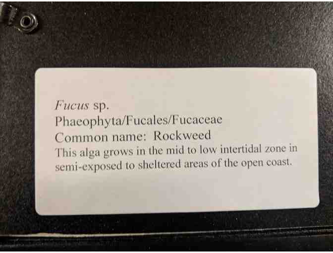 'Rockweed' 18x22' Framed Seaweed Art by Amy Cook