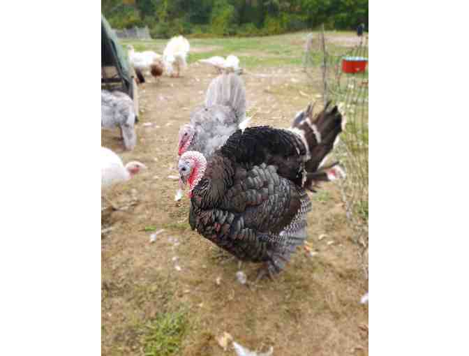 (1) 20 lb free-range home-grown Thanksgiving Turkey! (Local pick-up)