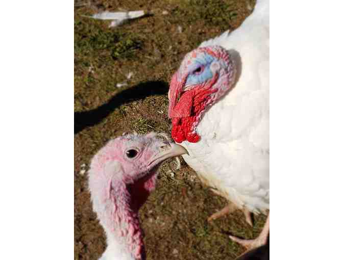 (1) 20 lb free-range home-grown Thanksgiving Turkey! (Local pick-up)