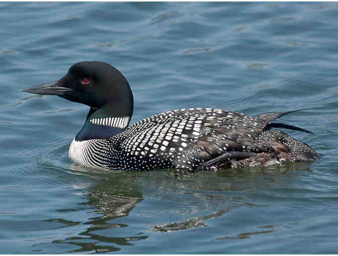 3-Hr Personal Tour Featuring Shorebirds & Waterbirds of Bodega Bay