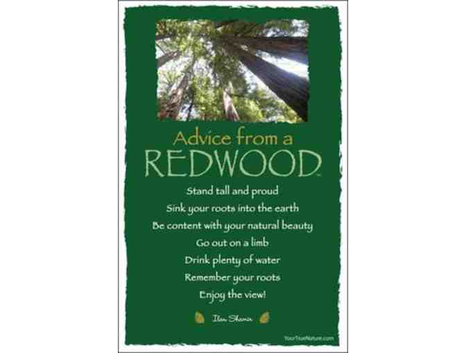 A Century of Forestry, 1914-2014: Texas Forestry Association and Texas A&M Forest Service