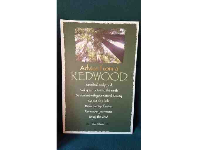 Redwood Lover's Bundle