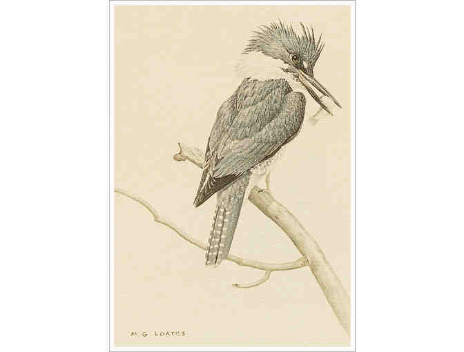 Kingfisher by  Martin Glen Loates