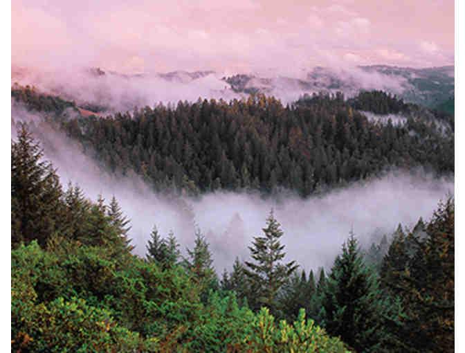 Guided Tour: Redwoods After the Fire - Armstrong Woods 2021 - Photo 3