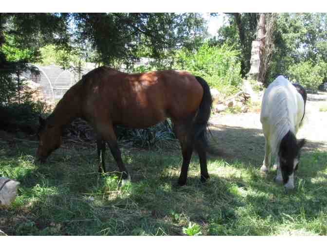 A 1 1/2 hour class 'Learning With Horses - Whole Horsemanship'