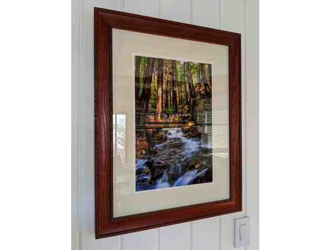 Framed Photograph - Redwoods of Esalen