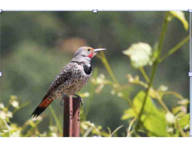 2.5 Hour Personal Guided Birdwalk for two people