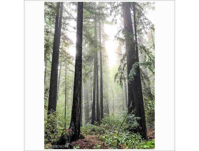 Guided Tour: Redwoods After the Fire - Armstrong Woods 2021