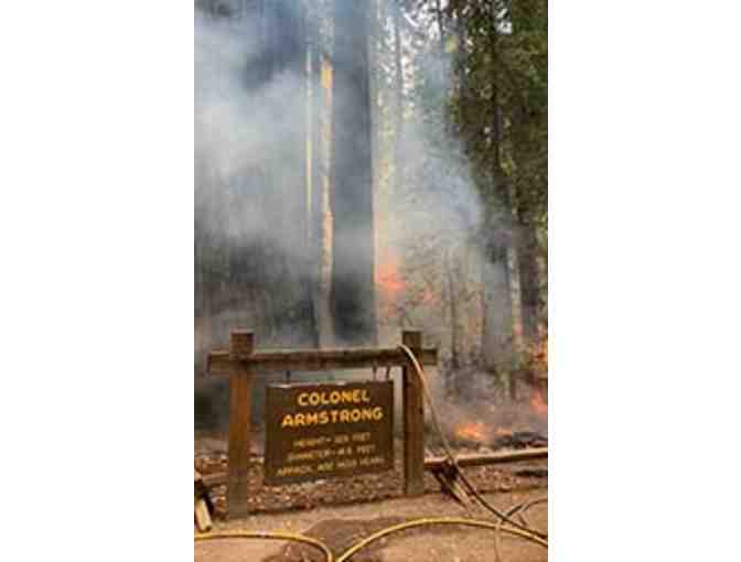 Guided Tour: Redwoods After the Fire - Armstrong Woods 2021