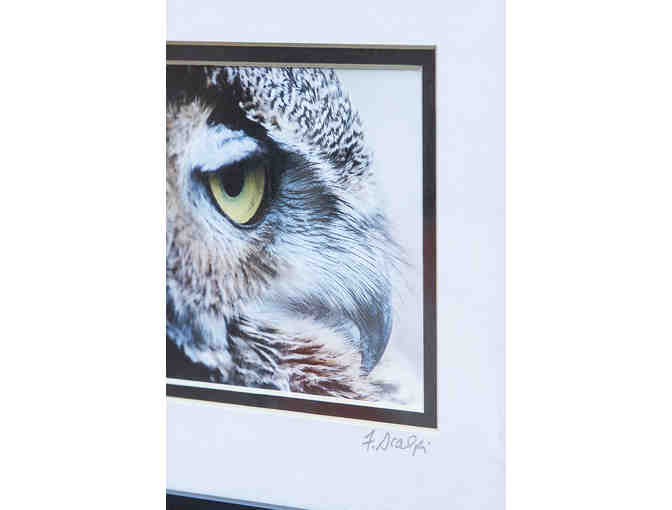 Owl Photograph by Francesca Scalpi