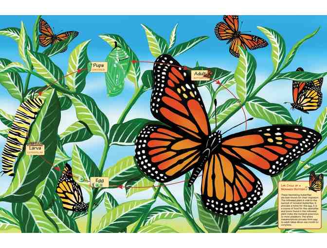 Lifecycle Puzzles: Butterfly and Frog