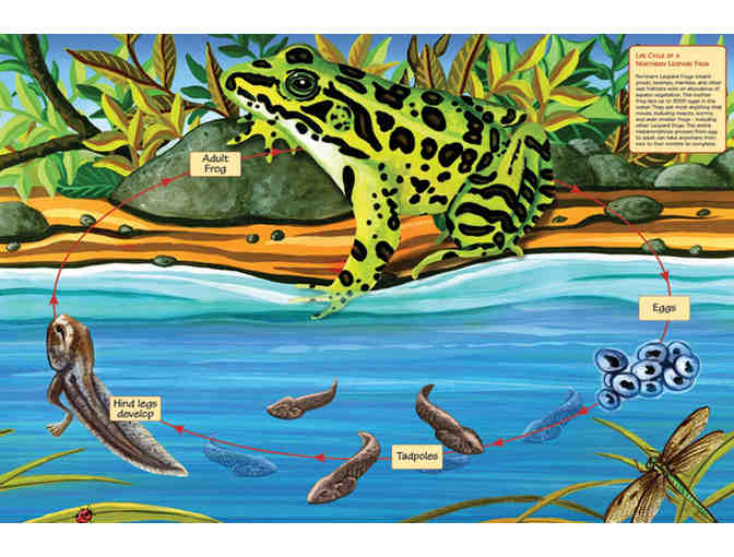Lifecycle Puzzles: Butterfly and Frog