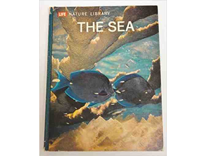 Vintage Illustrated Nature books: Our Earth; The Sea; Birds of North America