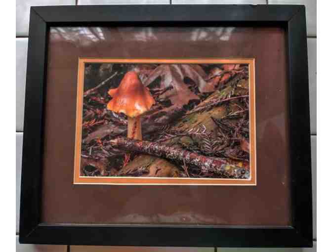 Art: 'Mushroom in the Wild' A framed photographic Image by Kevin O'Connor