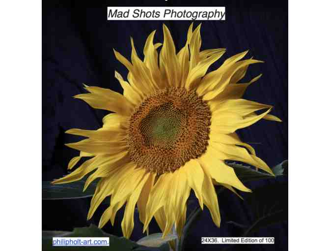 Sunflower Photo- Philip Holt photographer