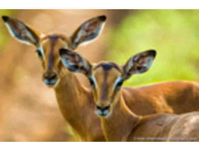 South African PHOTO Safari for two at Zulu Nyala (South Africa)