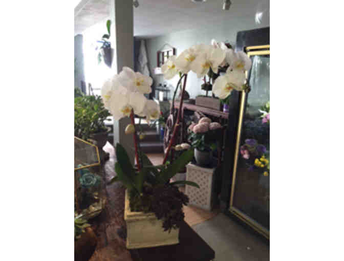 Verdant Floral Studio Orchid Garden