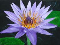 Purple Flower in a Pond