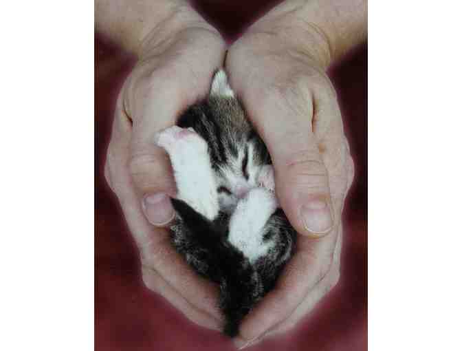 'Shelter' Photograph