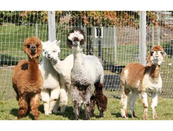 Day Pass for 4 to Davis Farmland or Davis Mega MAze