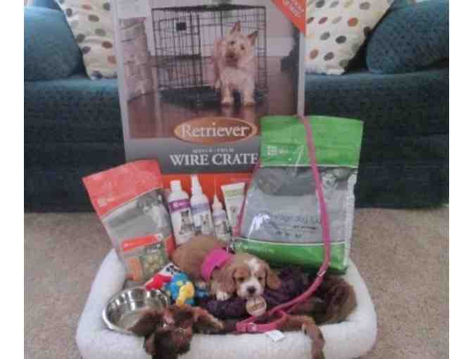 The Auction Puppy- Live Auction- MOBILE BIDDING NOW ACTIVE!!