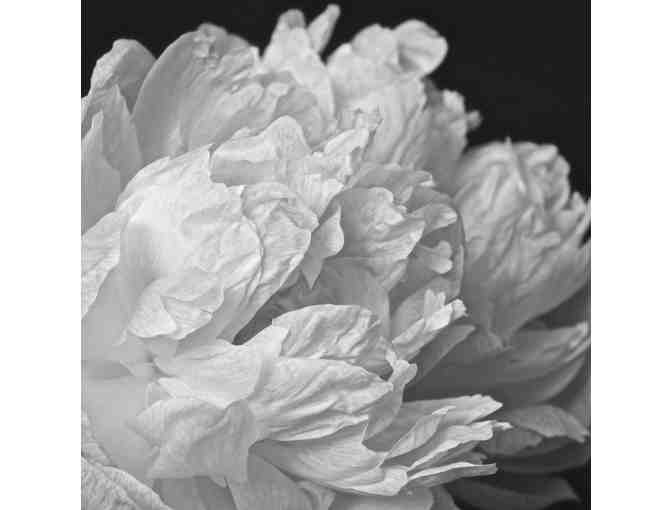 Biography of A Flower-Photograph by Fine Arts Photographer Lynn Savarese - Photo 1