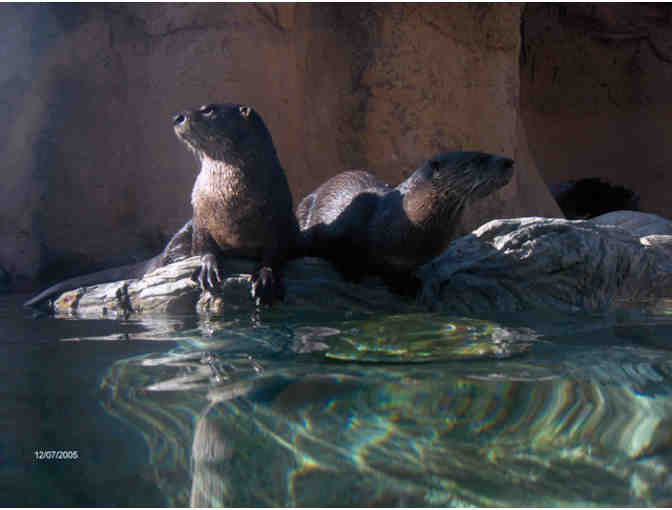 Four (4) passes to Calvert Marine Museum and four (4) river cruise passes