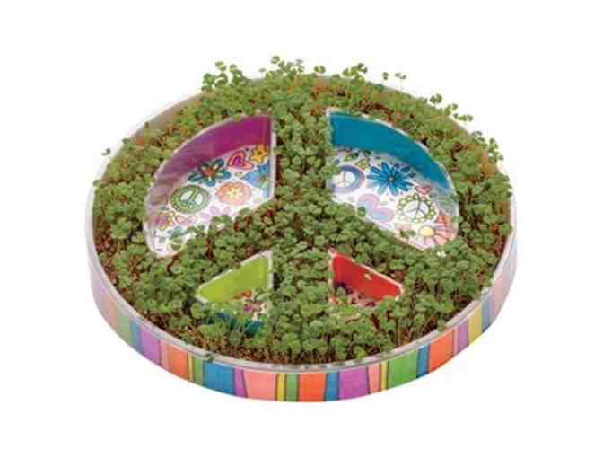 Toy Crazy - $25 gift card AND a Kids Plant Peace Garden