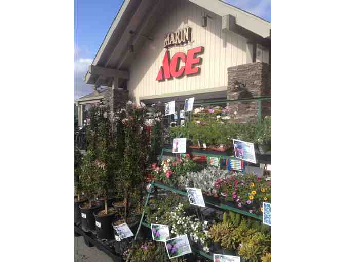 Marin Ace - $50 Gift Certificate