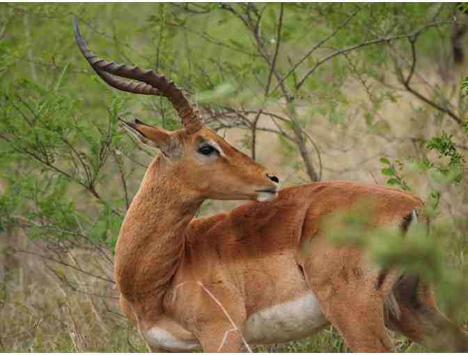 Charity Safaris- South Africa Hunting Safari for 3 Hunters - Photo 4