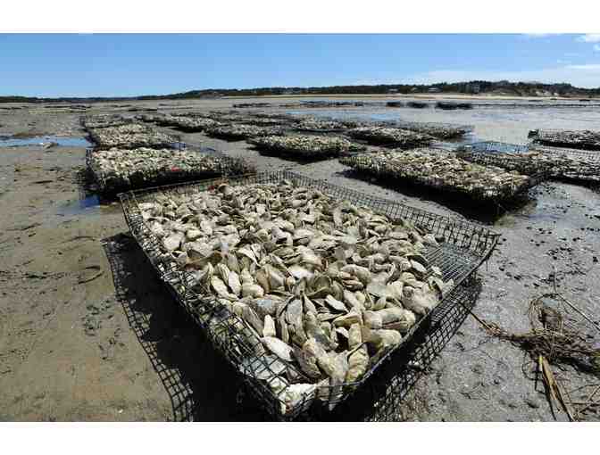 Wellfleet Oyster Farm Private Tour for 8
