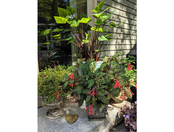 Container Garden Shopping Spree