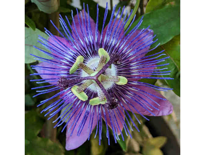 Container Garden Shopping Spree